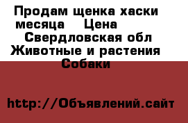 Продам щенка хаски 2 месяца  › Цена ­ 2 000 - Свердловская обл. Животные и растения » Собаки   
